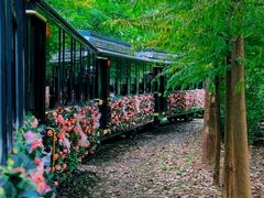 -合肥滨湖国家森林公园