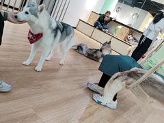 -Husky Go! 哈士奇体验馆·宠物咖啡厅狗咖
