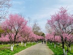 -上海海湾国家森林公园