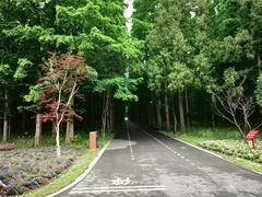 -东平国家森林公园