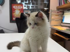 -御宝贝·A梦猫科宠物医院(国际猫友好医院)