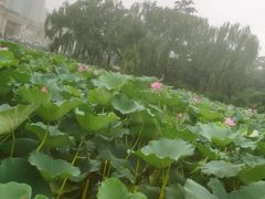 -朝阳公园游乐园