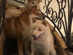 -喜柴咖啡·柴犬狗咖