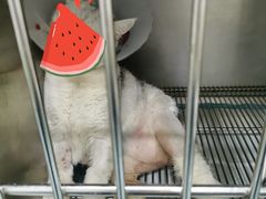 -佳怡动物医院·平价24小时·猫专科骨外科