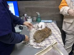 -爱侣宠医·鹦鹉专科·小型哺乳类·异宠专科(灵石路店)