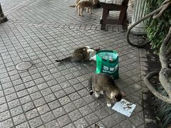 -瑞鹏宠物医院·骨外科·心肾科·肿瘤科(九亭店)