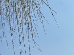 -南园(太仓市)