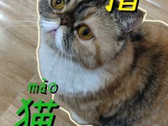 -滚猫咖啡·猫咖·猫友好撸猫(未来城店)