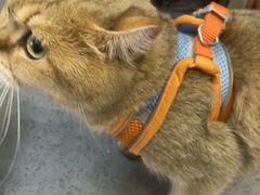 -半岛宠物医院24小时(科华中路店)