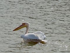 -盐城丹顶鹤湿地生态旅游区