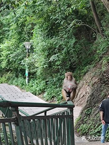 黔灵山公园本身有山有水还有庙，就是一个值得一游的地方