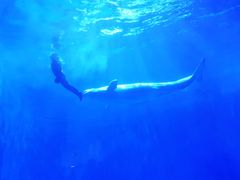 -多彩贵州城极地海洋世界