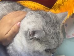 -嘉馨宠物医院·CT影像转诊·心脏科·犬猫全科诊疗中心(下沙大学城院区)