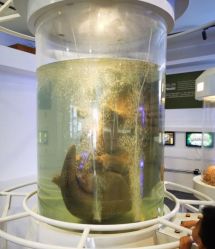 -恐龙探索乐园(磁器口店)