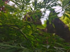 -小杨生煎(周浦万达店)