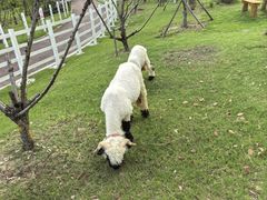 -金鸡湖桃花岛