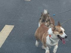 -三亚海棠湾喜来登度假酒店