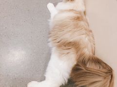 -飞行喵MR PILOT|猫舍·猫咖(静安大融城店)