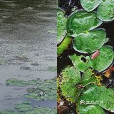 📍雨中曼听 | 🚶生活就应该过成自己想要的样子🦚
