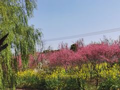-南汇桃花村