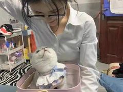 -欣宠猫屋·矮脚拿破仑·蓝金金渐层