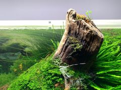 -ADA自然水景世界