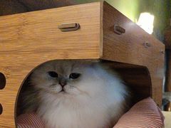 -猫猫幼稚园·撸猫·桌游·电玩