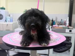 -Oh My Dog宠物沙龙(伊珊娜皮毛护理店)