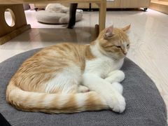 -猫和宫(六道口店)