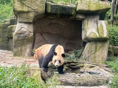 -中国大熊猫保护研究中心雅安碧峰峡基地