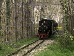 -合肥滨湖国家森林公园