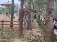 -大连森林动物园