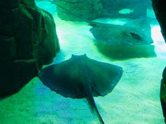 -瑞普利水族馆