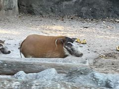 -清迈夜间动物园