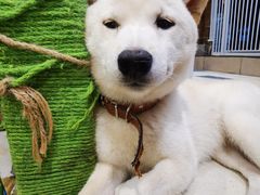 -猫小院猫主题餐厅(南锣旗舰店)