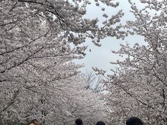 -顾村公园