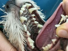 -米苏动物医院·犬猫专科·骨科外科内窥镜