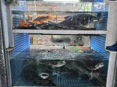 -全乐鱼馆·淳牌有机鱼直营店