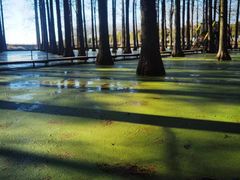 -渌洋湖湿地公园