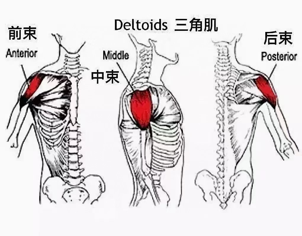 三角肌前束位置图片