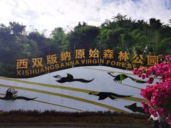 -西双版纳原始森林公园