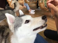 -Husky Go! 哈士奇体验馆·宠物咖啡厅狗咖