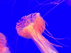 -上海海洋水族馆