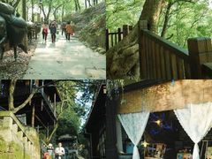 -铁山坪森林公园