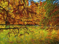 -上海海湾国家森林公园