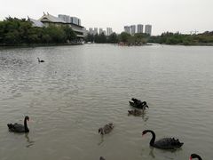 -五缘湾湿地公园