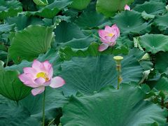 -荷塘月色湿地公园·向阳花洲