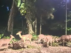 -夜间野生动物园