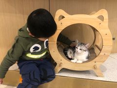 -飞行喵MR PILOT|猫舍·猫咖(静安大融城店)