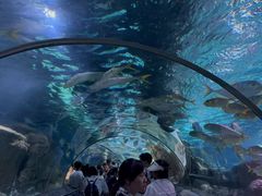 -大连圣亚海洋世界